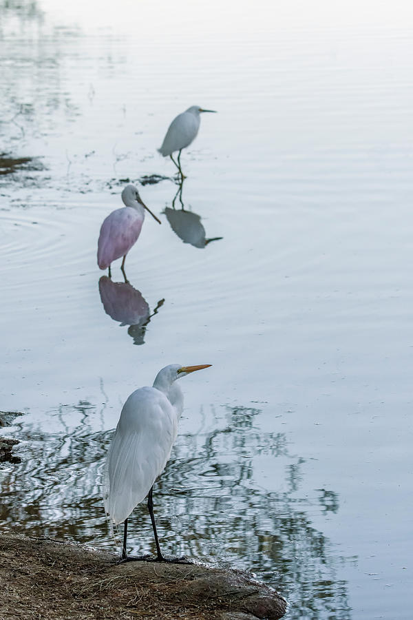 Great Egret, Roseate Spoonbill, Snowy Egret 0542-020521 Photograph by Tam Ryan