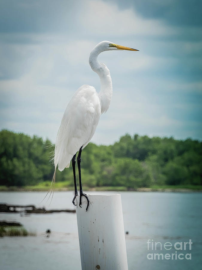 Great Egret Photograph by Scott and Dixie Wiley