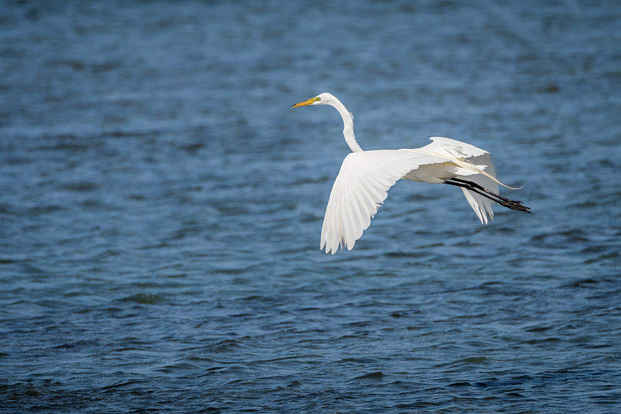 Great Egret South Padre Island Photograph
