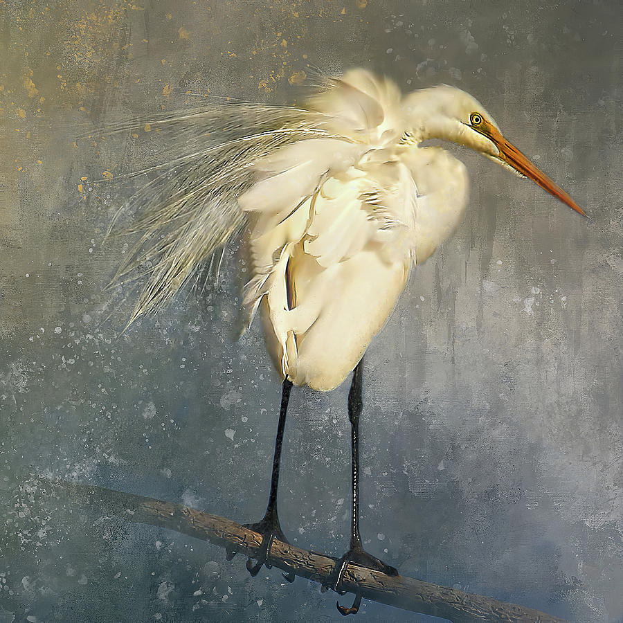 Great Egret Square  Photograph by HH Photography of Florida