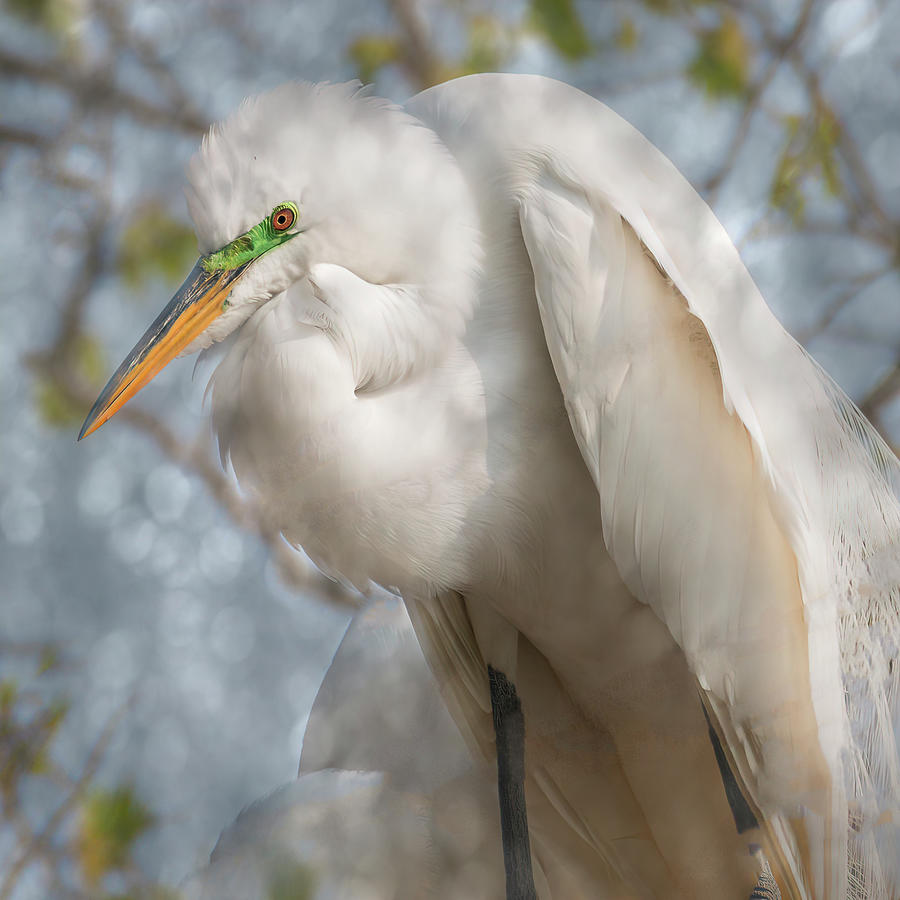 Great Egret Square  Photograph by Patti Deters
