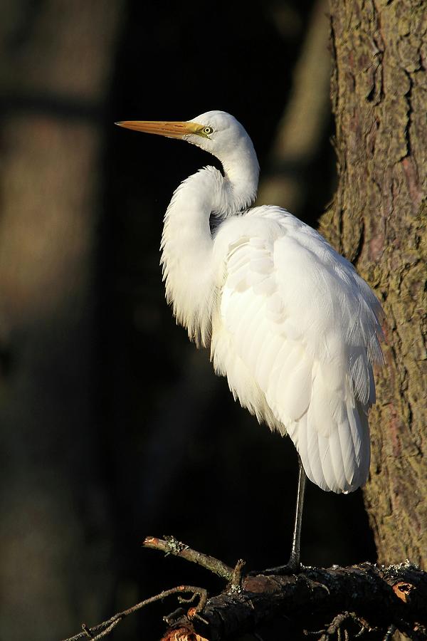 Heron Photograph - Great Egret by Stacey Steinberg