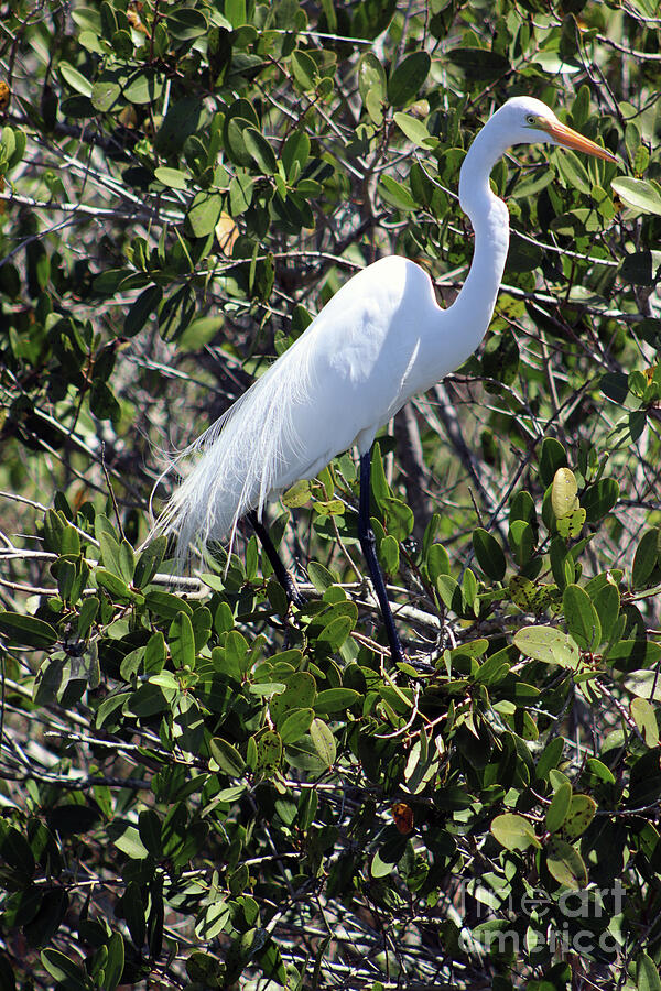 Feather Photograph - Great Egret Standing In The Mangroves by Brenda Harle