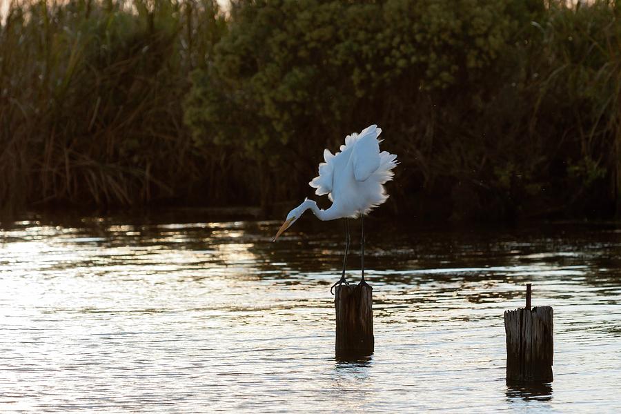 Great Egret Sunset Hunting Photograph by Liza Eckardt