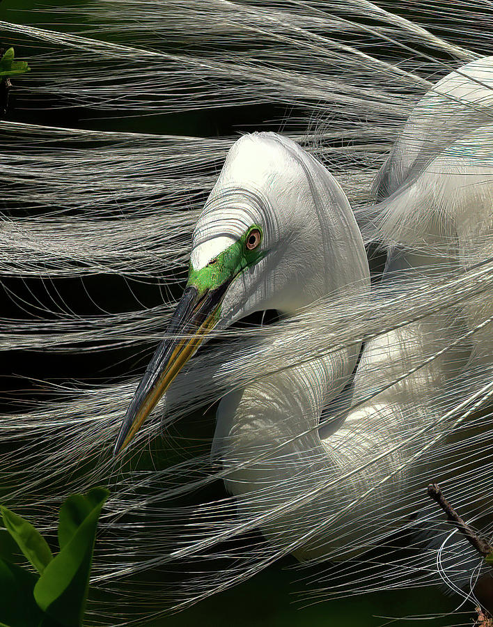 Great Egret Surrounded by Plumes Photograph by Cindy McIntyre