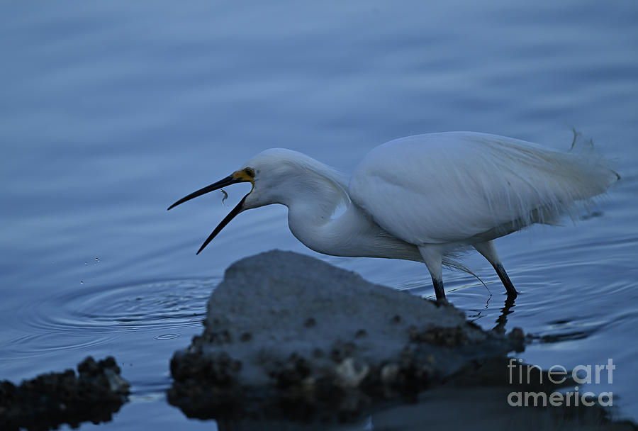 Great Egret Swallowing Fish Photograph by Amazing Action Photo Video