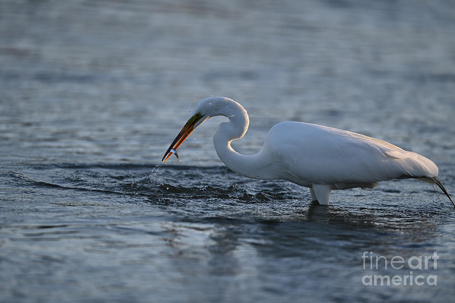 Great Egret Swooping Down the Water to catch fish Photograph by Amazing Action Photo Video