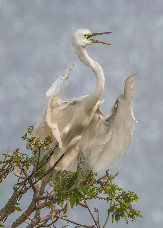 Great Egret Take-Off Photograph by Patti Deters