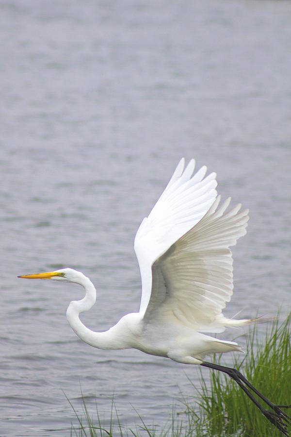 Great Egret taking flight Photograph by Nautical Chartworks