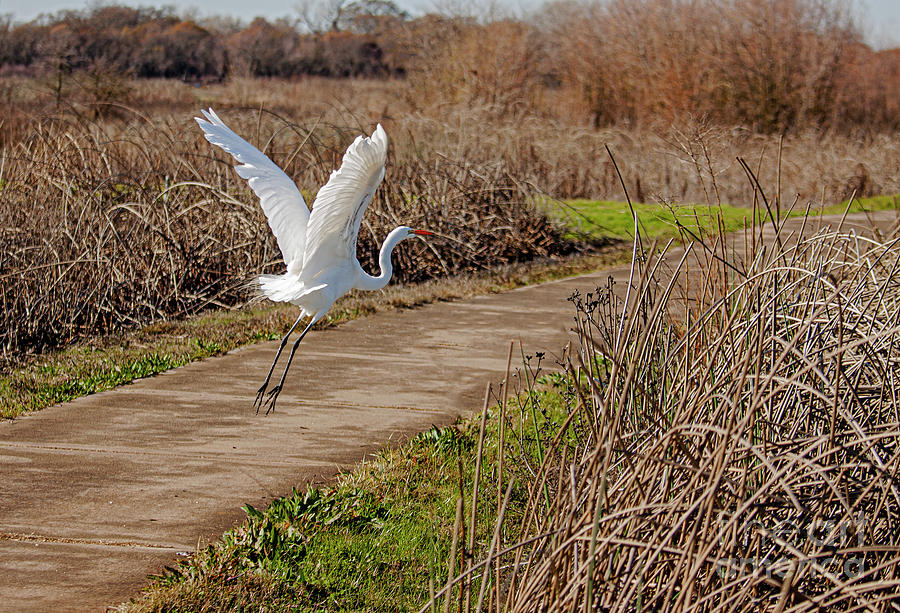 Great Egret  Taking Off - Consumnes Preserve - Near Thorton, California Photograph