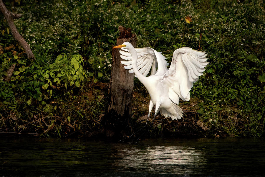 Great Egret Taking Off Photograph by Ira Marcus