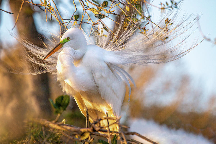 Great Egret Photograph by Teresa Wilson