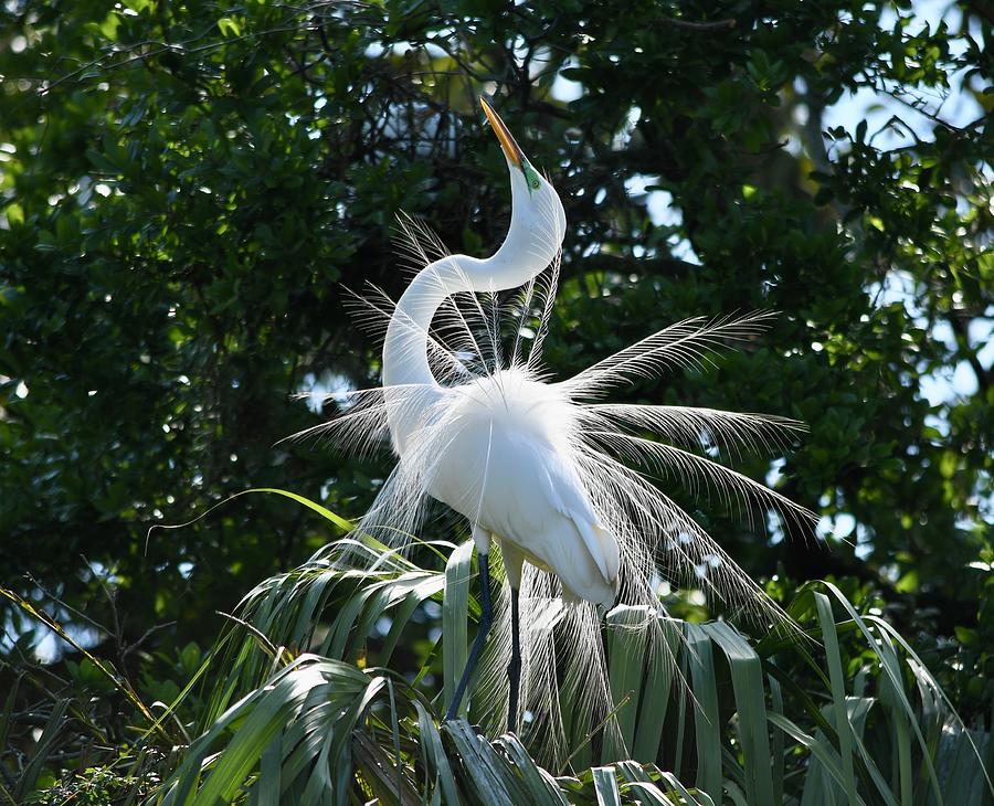Great Egret the Beauty in the Dance Photograph by Richard Bryce and Family