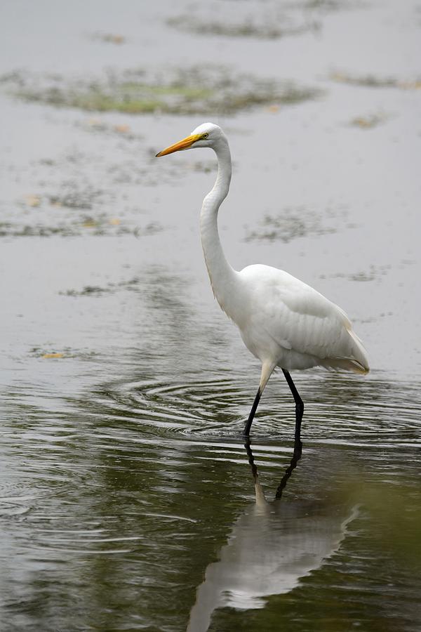 Great Egret Photograph by Thomas Shockey - Fine Art America