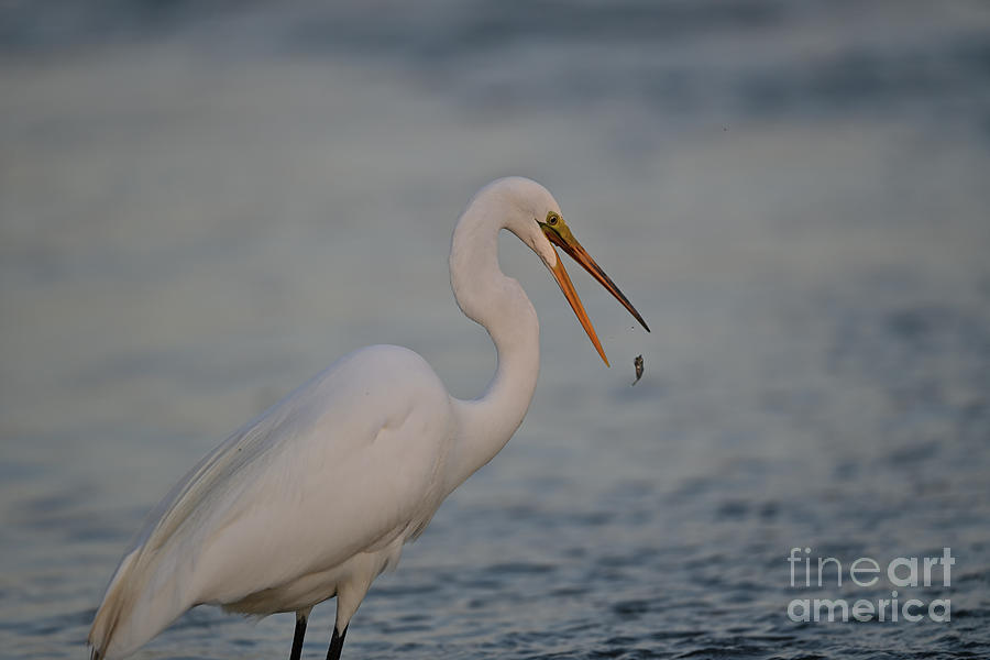 Great Egret tossing Fish Photograph by Amazing Action Photo Video