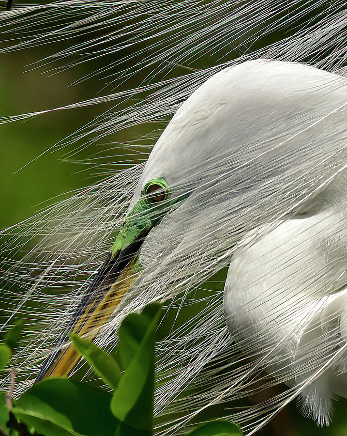 Great Egret Veil of Plumes  Photograph by Cindy McIntyre