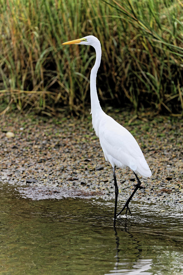 Great Egret Walking in Water Photograph by Doolittle Photography and Art