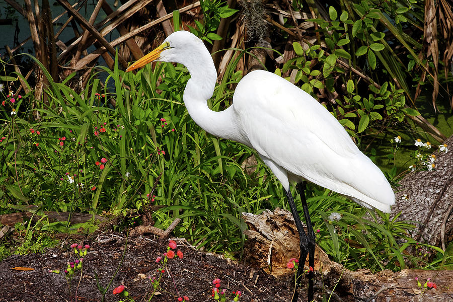 Great Egret Walking Photograph by Sally Weigand