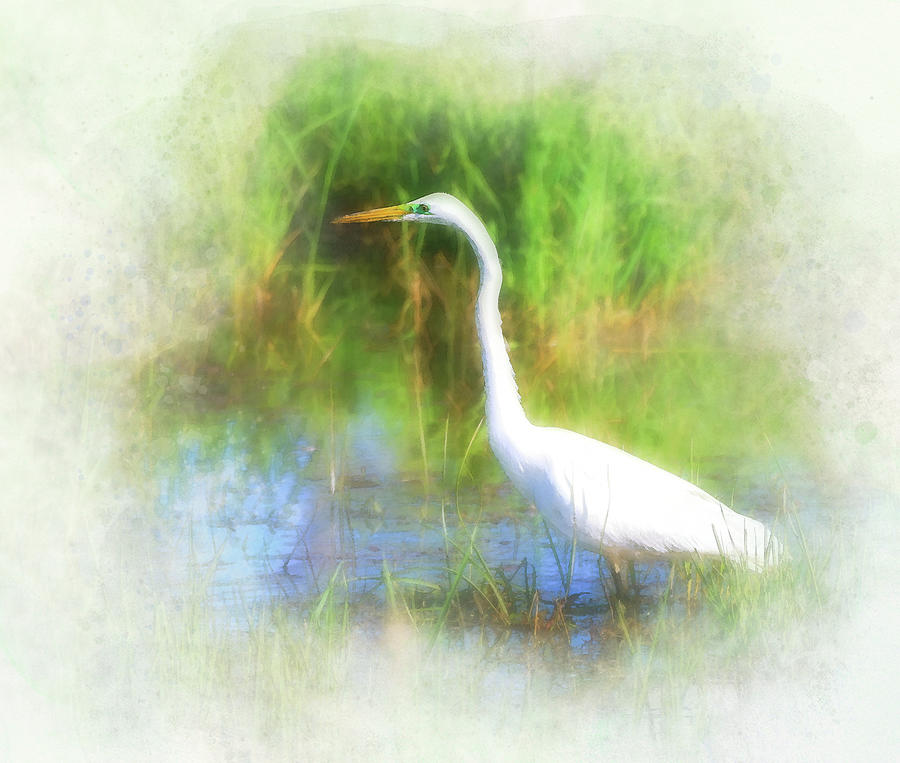 Great Egret Watercolor Painting by Dan Sproul
