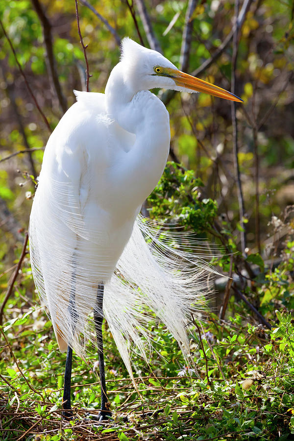 Great Egret wearing elegant white coat of feathers Photograph by James ...