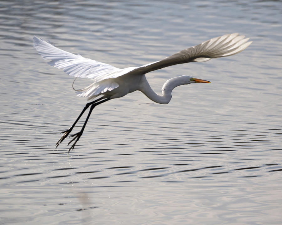 Great Egret Wingspan Photograph by Flinn Hackett