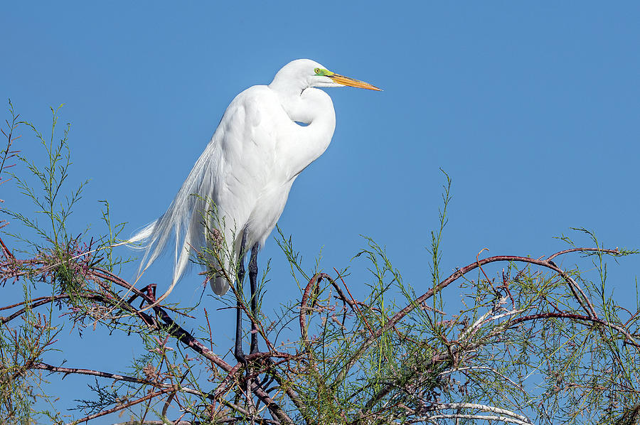 Great Egret with Breeding Lores 1314-040921-2 Photograph by Tam Ryan