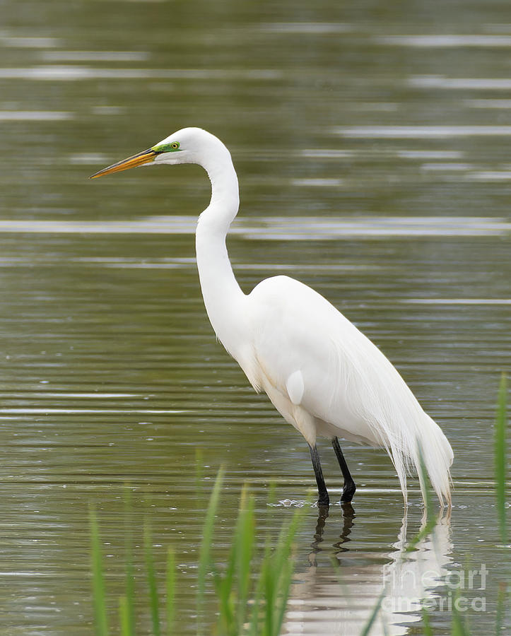 Great Egret with Bright Green Breeding Lore Photograph by Jackie ...