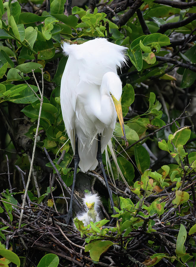 Great Egret with Chick Photograph by Angie Mossburg