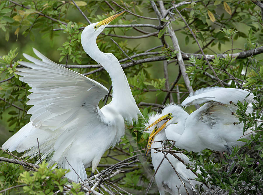 Great Egret with Chicks Photograph by Fran Gallogly