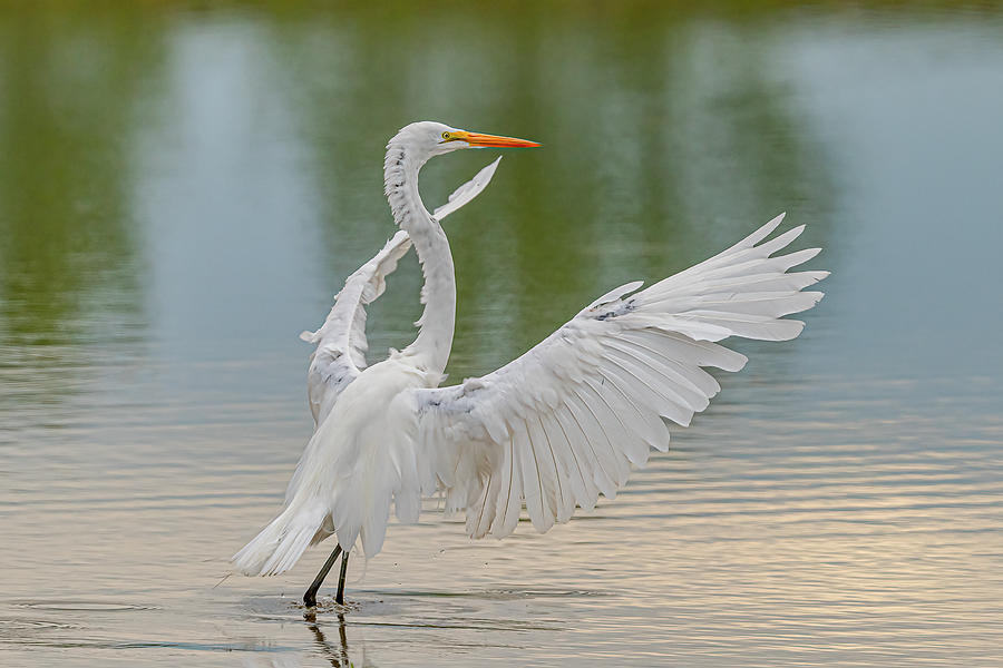 Egret Photograph - Great Egret With Extended Wings by Morris Finkelstein