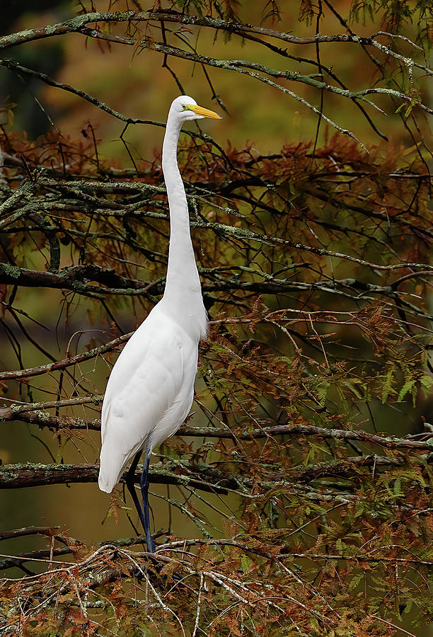 Great Egret With Fall Colors Photograph