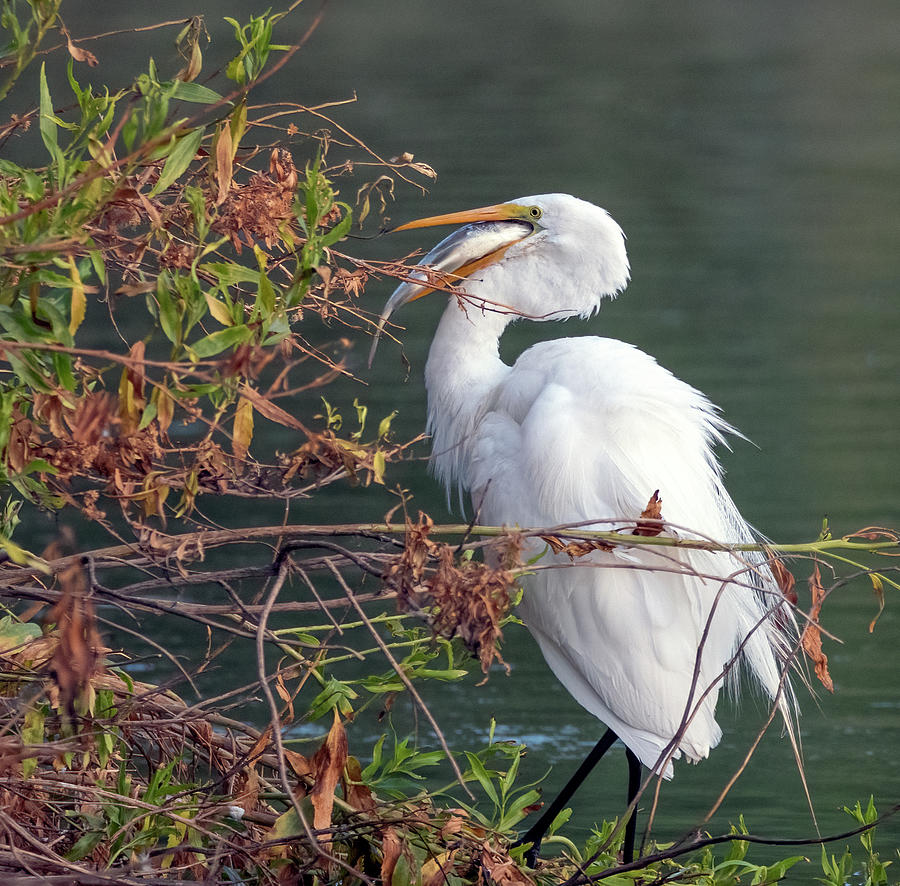 Great Egret with Fish 1164-070121-2 Photograph by Tam Ryan