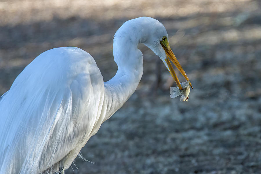 Great Egret with Fish 3401-021821-2 Photograph by Tam Ryan
