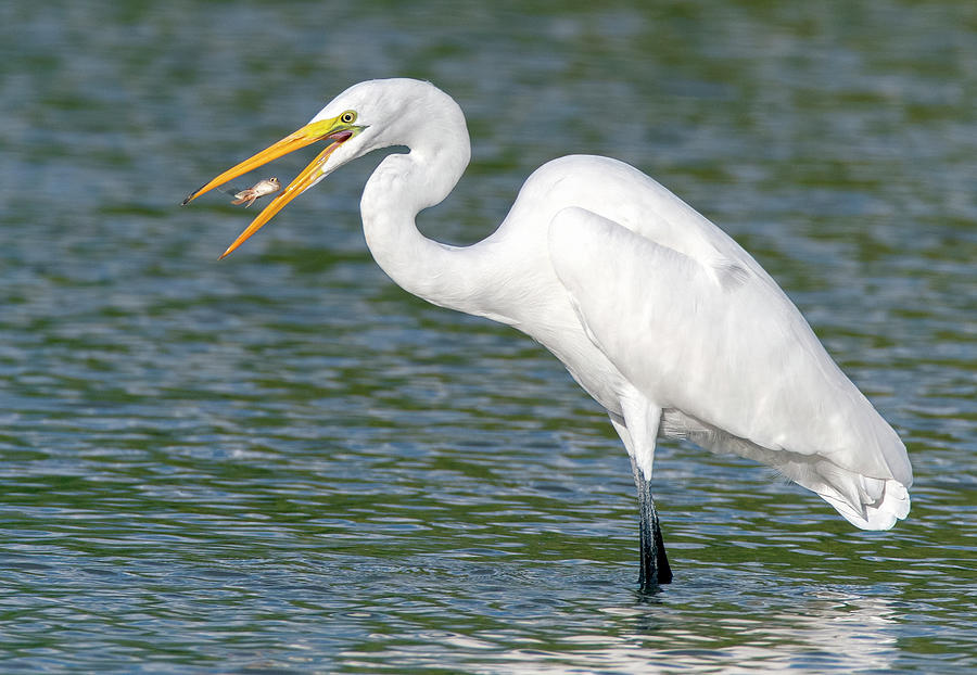 Great Egret with Fish 7490-100521-2 Photograph by Tam Ryan