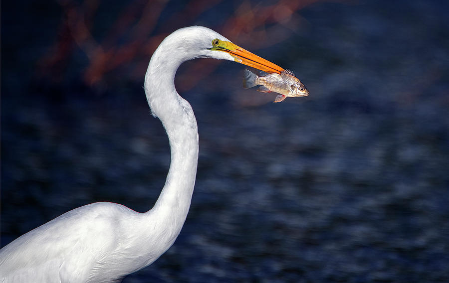 Great Egret with Fish 7543-100521-2 Photograph by Tam Ryan