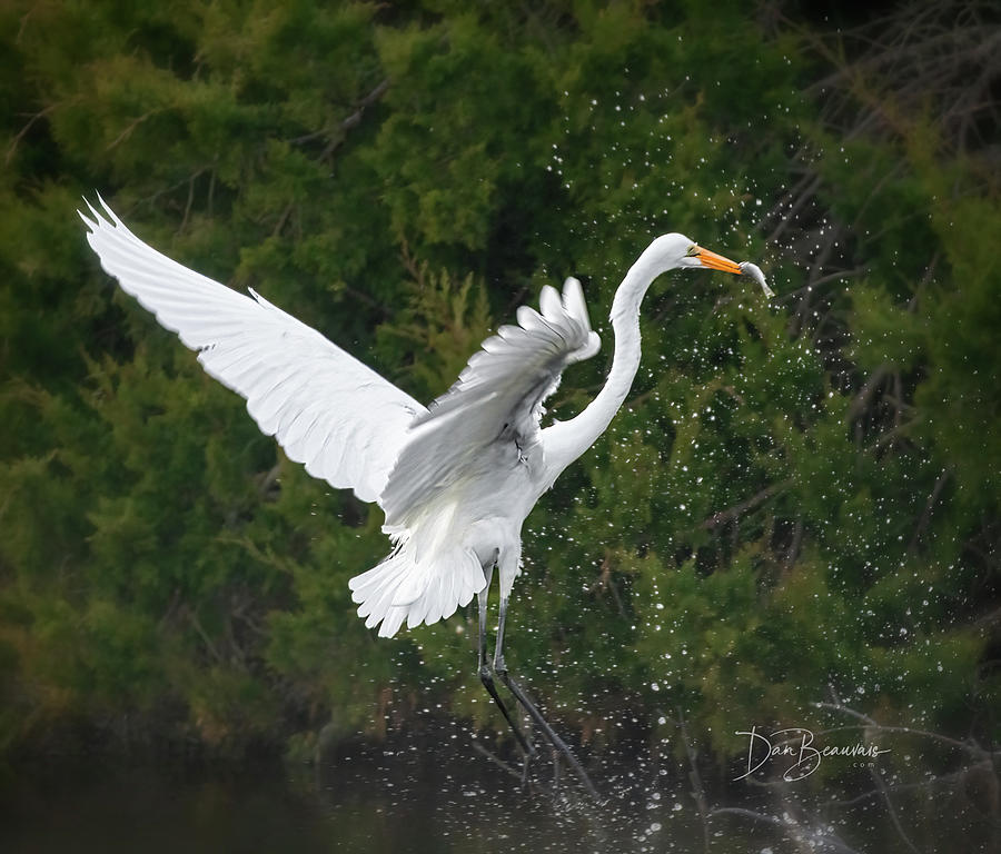 Great Egret with Fish #9212 Photograph by Dan Beauvais