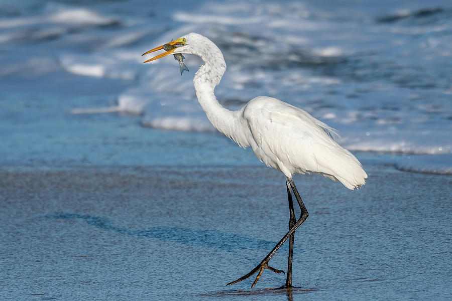 Great Egret with Fish Photograph by Bradford Martin