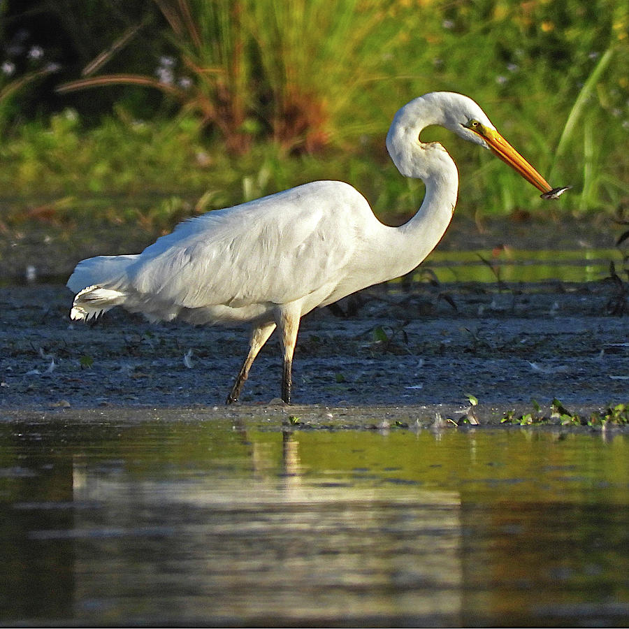 Great Egret with fish Photograph by Lindy Pollard | Fine Art America