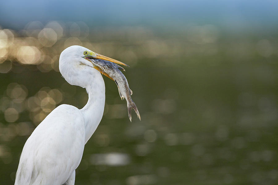 Egret Photograph - Great Egret with Fish by Tim Fitzharris