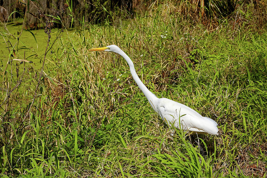 Great Egret With Food Photograph by Sally Weigand