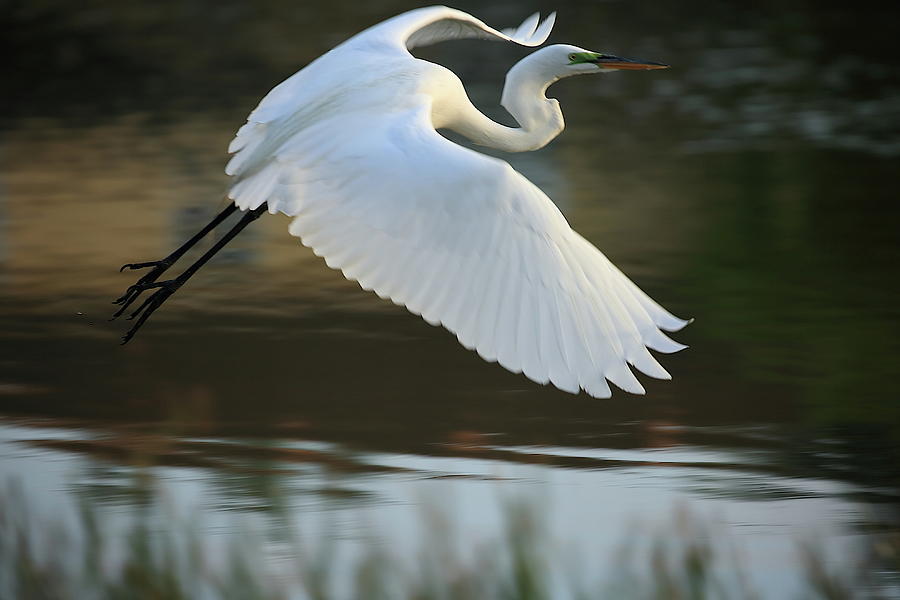 Great Egret with Green Lore in Flight Photograph by Mingming Jiang