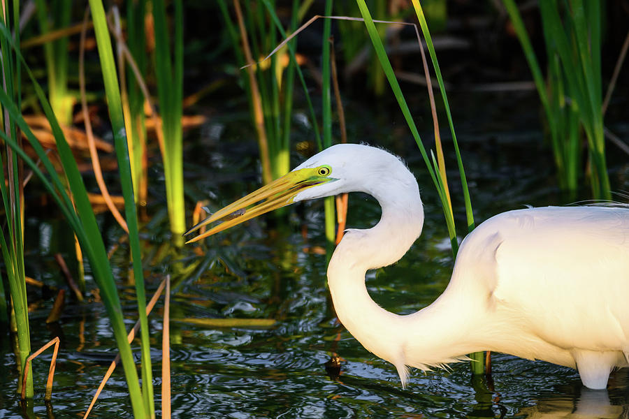 Great Egret With Its Evening Catch Photograph