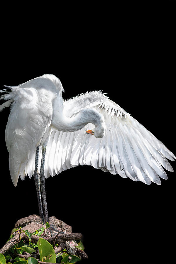 Great Egret with open wings Photograph by Perla Copernik