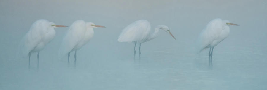 Great Egrets 1998-012118-2cr Photograph by Tam Ryan
