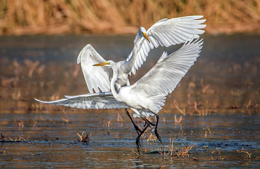 Great Egrets 2154-092920-2 Photograph by Tam Ryan