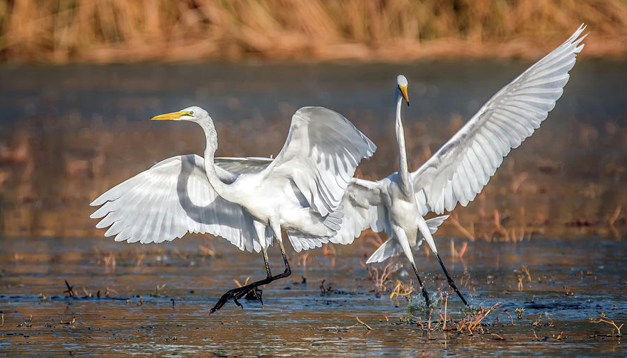 Great Egrets 2155-092920-2 Photograph by Tam Ryan