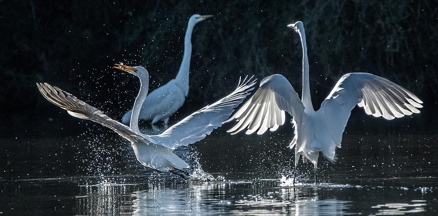 Great Egrets 2465-111221-3 Photograph by Tam Ryan