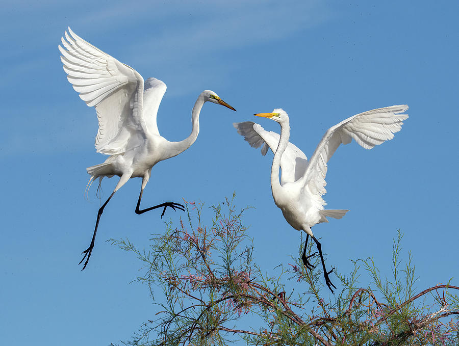 Great Egrets 3006-041521-2 Photograph by Tam Ryan