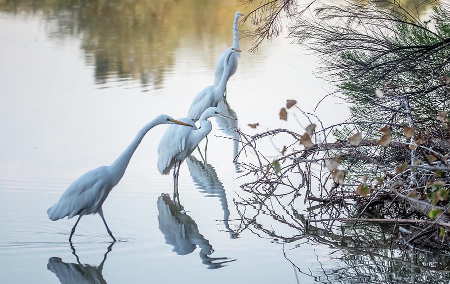 Great Egrets 3195-100620-2 Photograph by Tam Ryan