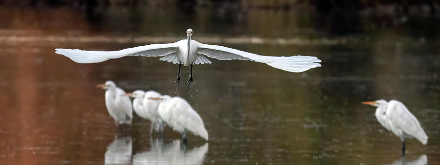 Great Egrets 4082-010221-3 Photograph by Tam Ryan